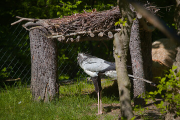 Birds, mammals and reptiles in zoo