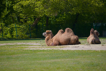 Birds, mammals and reptiles in zoo