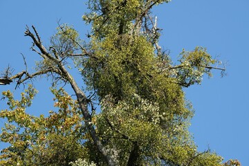A sick withered tree attacked by mistletoe (viscum). They are woody, obligate hemiparasitic shrubs