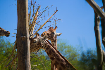 Birds, mammals and reptiles in zoo