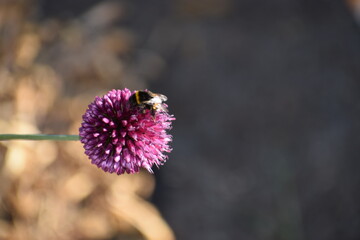 bee on a flower