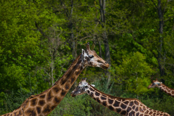 Birds, mammals and reptiles in zoo
