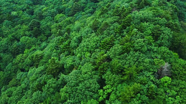 明朝に霧がかった山の中にある家々を空撮 