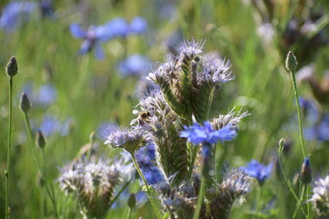 lavender flowers in the field