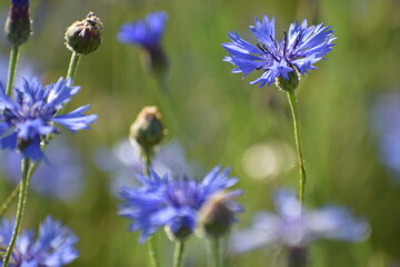 bee on a flower
