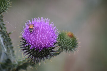 thistle flower in bloom