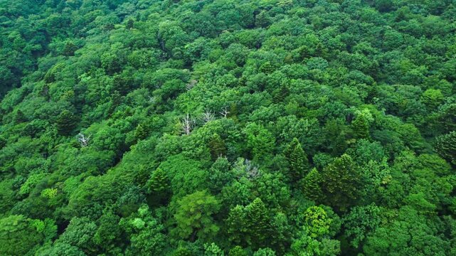 明朝に霧がかった山の中にある家々を空撮 