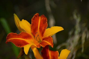 Obraz premium yellow and orange flower
