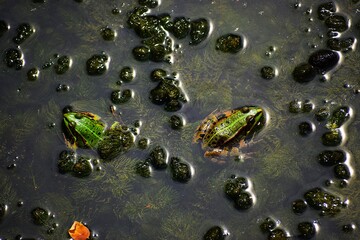 In the photo, there are 2 frogs in the water.