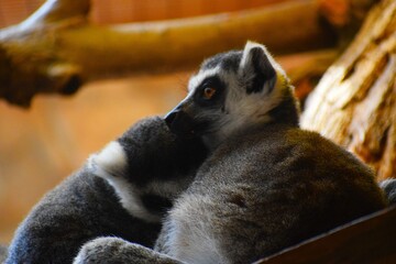 ring tailed lemur
