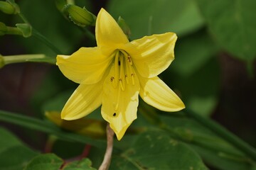 The photo shows a yellow lily.