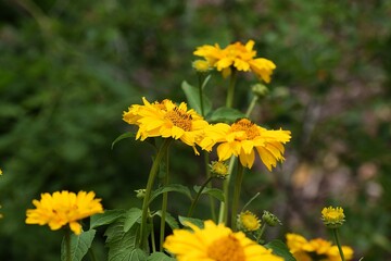 The photo shows flowers that look like chrysanthemums, Indian heliopsis or arnica.