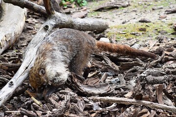 the photo probably shows a species of lemur