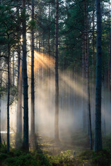 Fototapeta premium morning in the forest