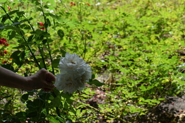 The photo shows a hand holding white rose flowers.