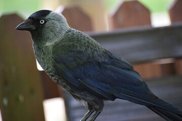 We have a photo showing a raven bird on the table, close-up.