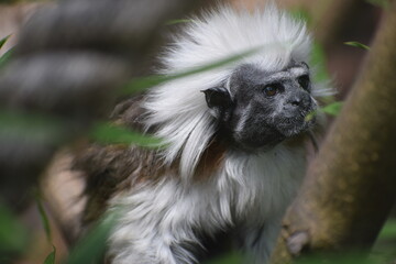 In the photo, the cotton-headed tamarin is a small New World monkey.