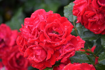 red roses in garden