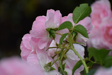 pink rose in the garden