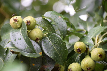 green pears in green leaves