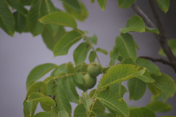 in the photo green walnuts