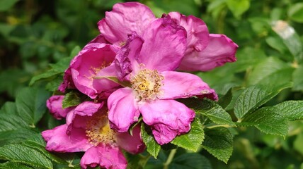 The image shows a wrinkled rosehip flower.
