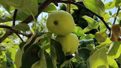 pear on a tree