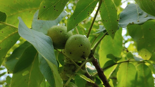in the photo green walnuts