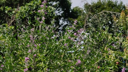 lavender field in the morning