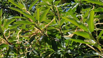 green leaves on the water