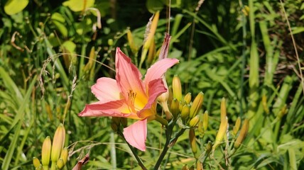 pink and yellow flowers