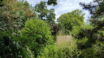 green trees in a garden