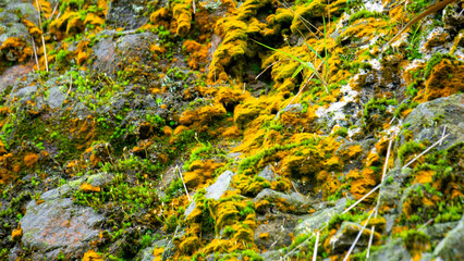 The moss growing on the rocks of the hill is starting to turn yellow