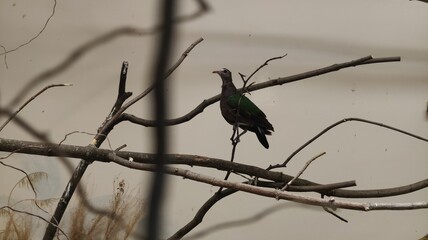 bird on a tree branch