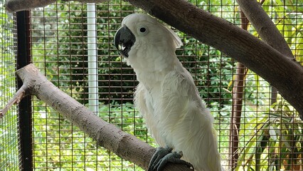 white parrot in cage