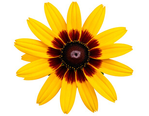 Bright Yellow Rudbeckia Flower with Dark Center, Front-Facing Close-Up, isolated on transparent background