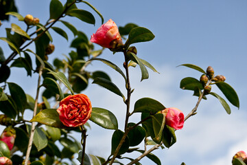 Queens of the winter flowers, Camellias are attractive evergreen shrubs that are highly prized for...