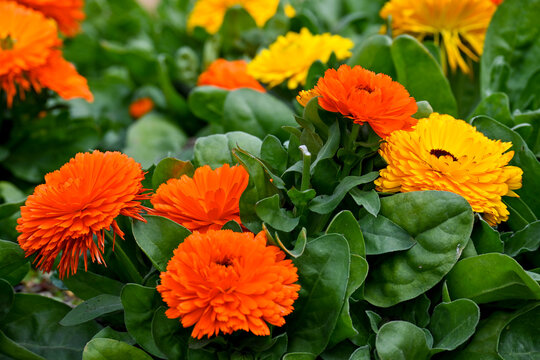 winter flower calendula Palant