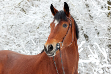Beautiful sports horse portrait in winter ranch
