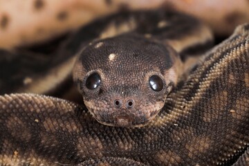 Javan wart snake - Acrochordus javanicus (family Acrochordidae 