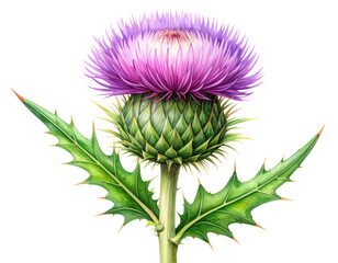 Single Scottish Thistle Flower with Long Stem, Botanical Illustration Style, isolated on transparent background. 