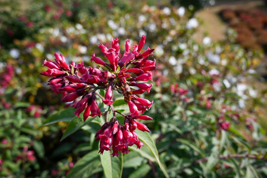 The plant in the image is likely Cestrum fasciculatum, also commonly known as Early Jessamine or Red Cestrum