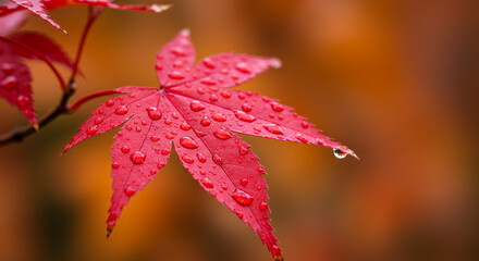 Vibrant red maple leaf covered in glistening water droplets after a rain shower