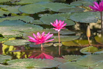 pink water lily