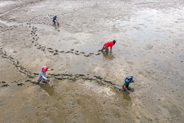 갯벌체험장에서 갯벌생물을 잡는 관광객들