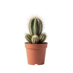 Cactus plant in pot studio shot