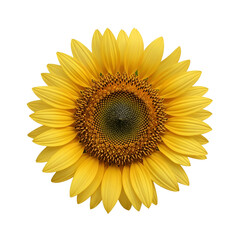 Fototapeta premium Sunflower in isolation against dark background