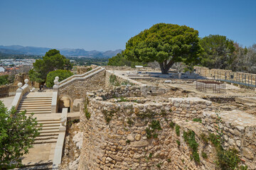 A resilient tree growing among the ancient stone ruins of Denia Castle, blending nature with...