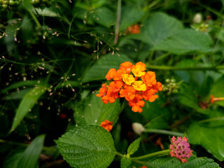 Vibrant Orange Wildflower in Full Bloom Nature Background