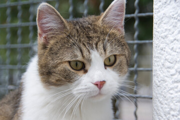 Europäisch Kurzhaar Katze in einem Tierheim